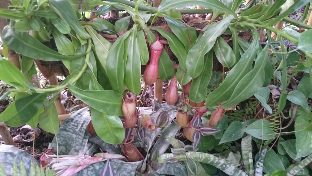 Парк орхидей Утопия