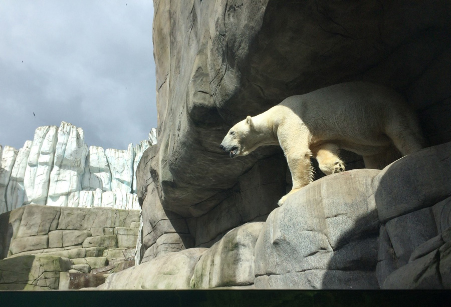 Зоопарк Хагенбека в Гамбурге
