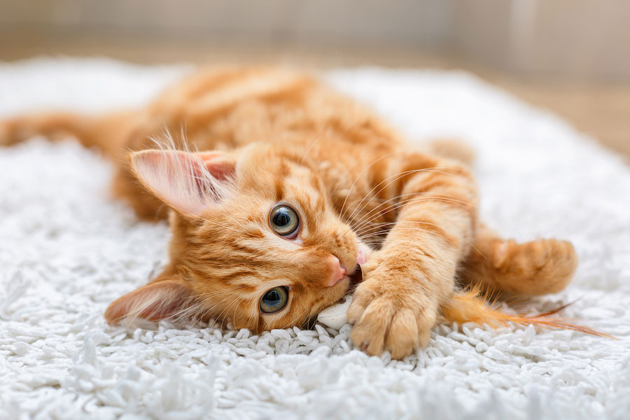 Клещи у кошек: симптомы и лечение