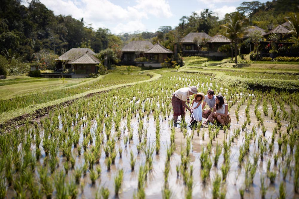 Рисовые террасы и органический огород шефа