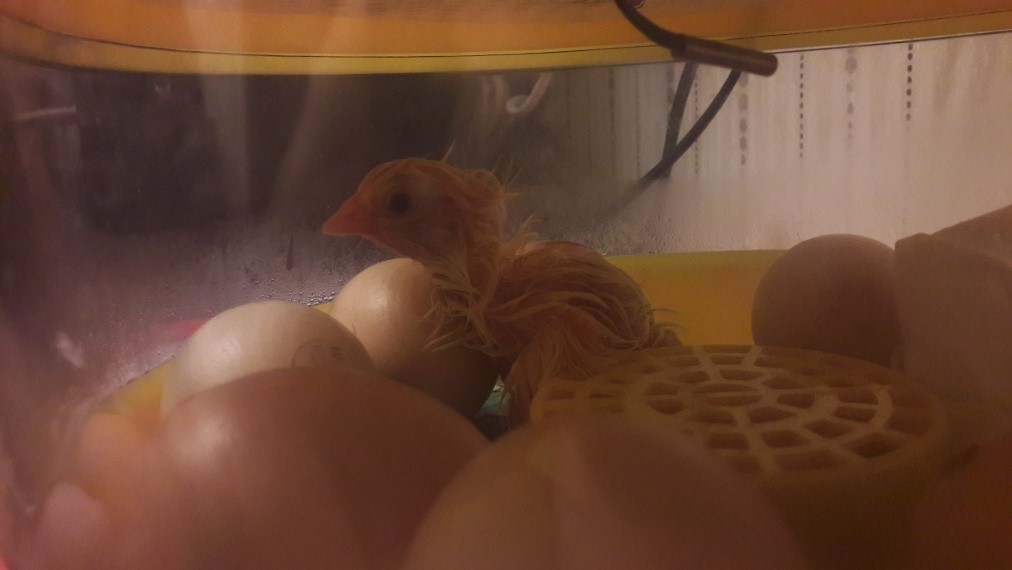 Цыплята в кваритре