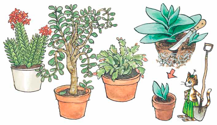 Как размножать и пересаживать комнатные растения
