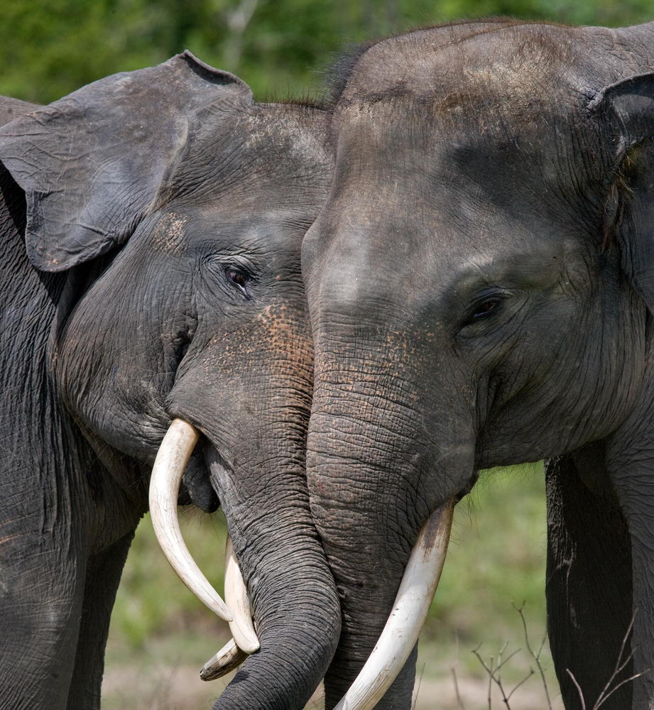 Ухаживания у слонов: очень фамильярно