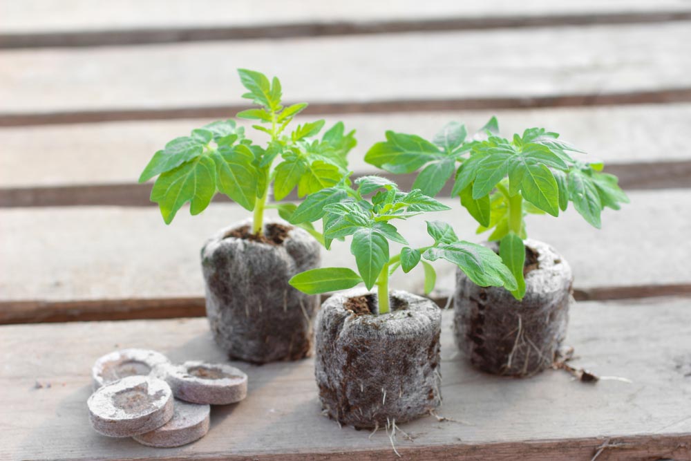 🌱Как вырастить рассаду помидоров: главные секреты. Выращивание рассадыпомидоров: как выбрать сорт для выращивания помидоров