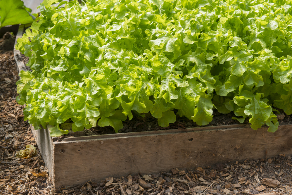 Что посадить кроме салата из листовых овощей