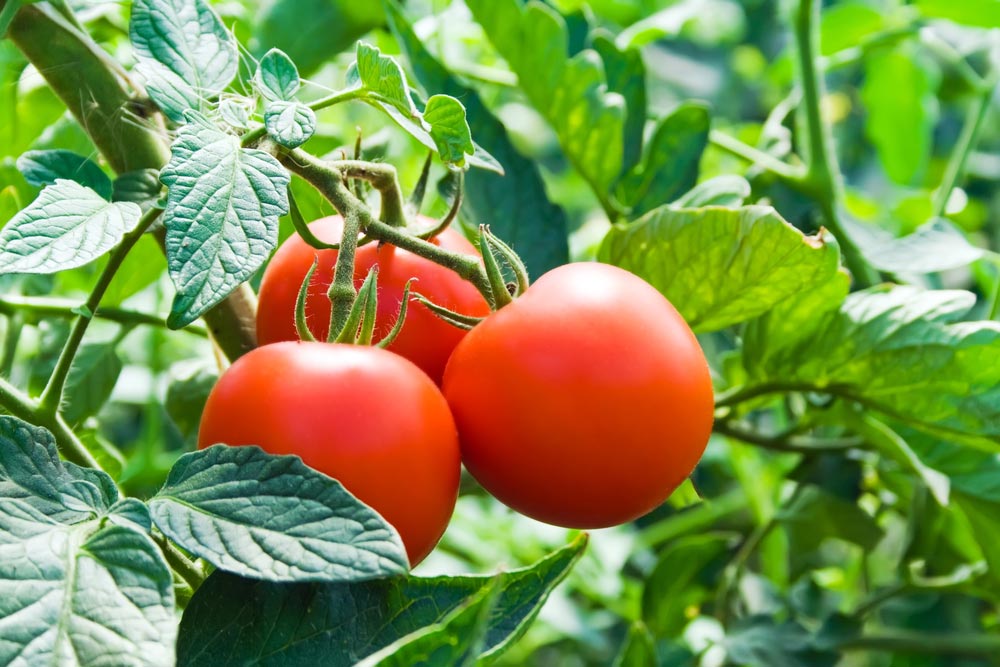 Чего не хватает помидорам в теплице: определяем по листьям