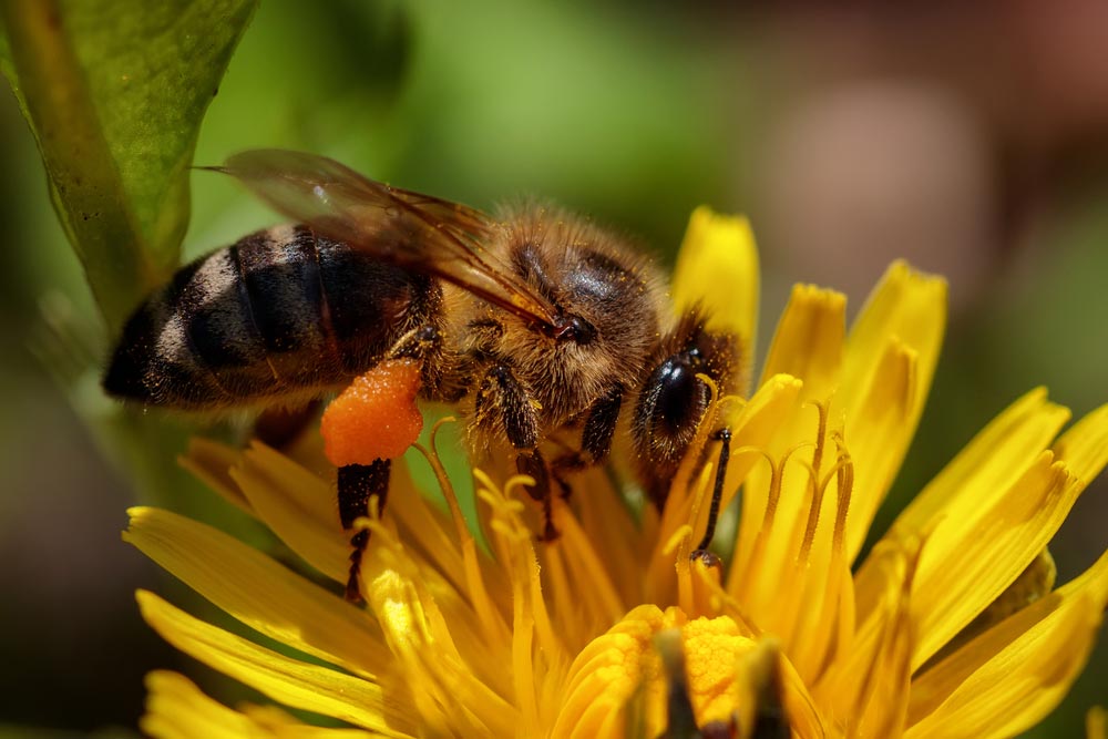 Первая помощь при укусах ос и пчел