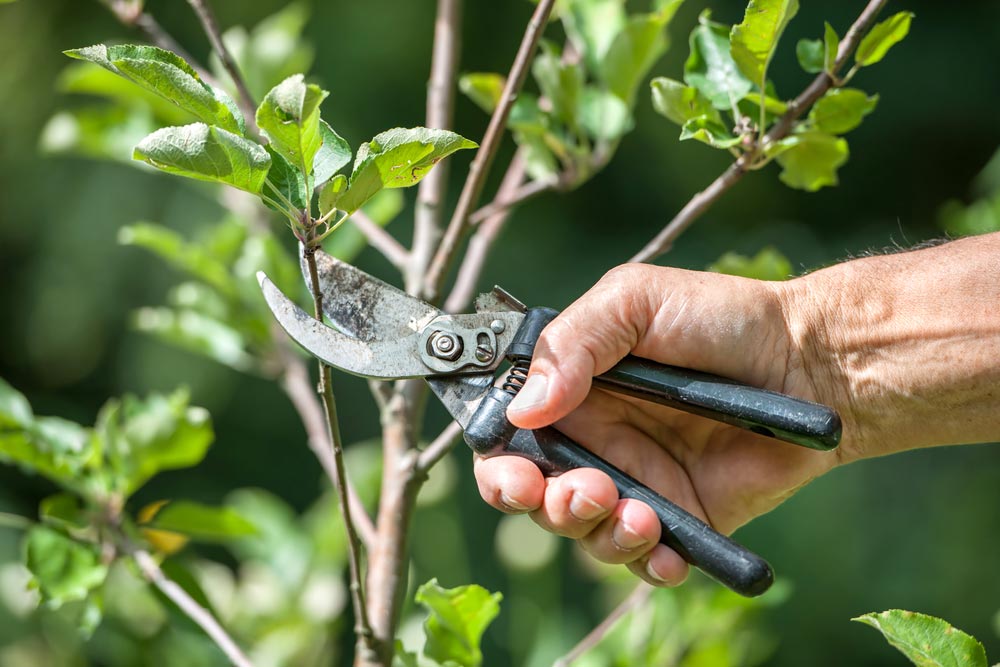 Зачем обрезать плодовые деревья