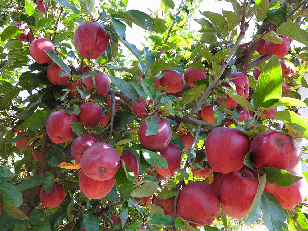 На каких ветках плодоносит ваша яблоня