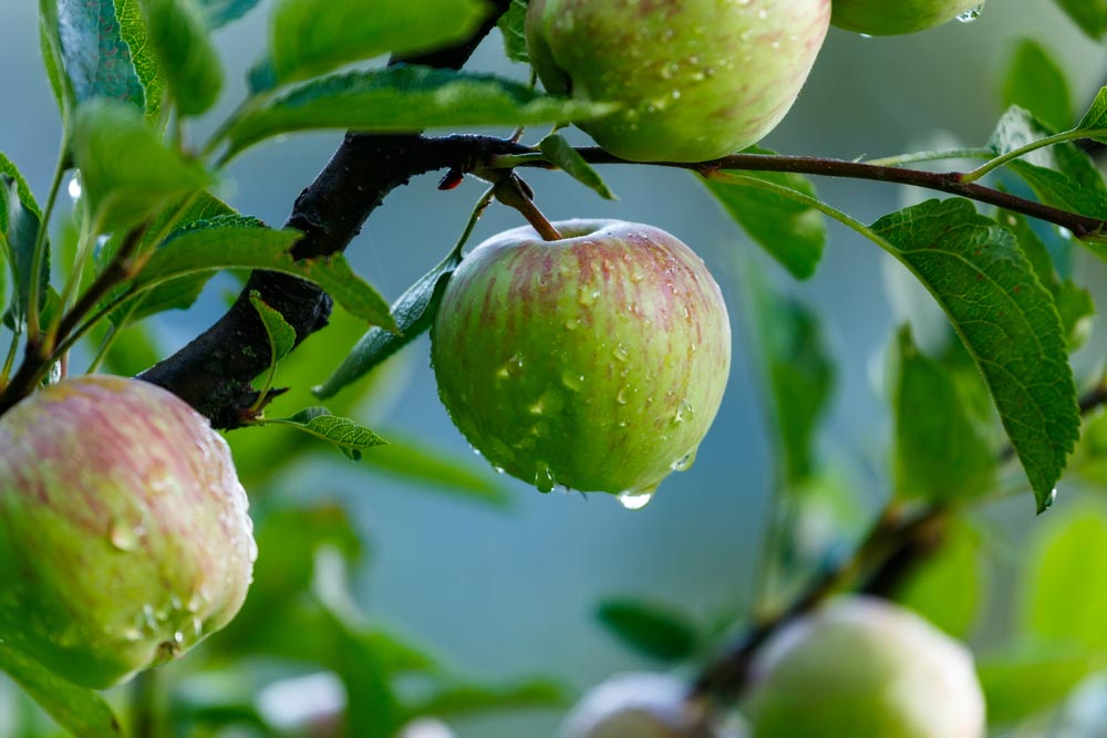 Как отличить яблоню от дички по листьям фото сравнение