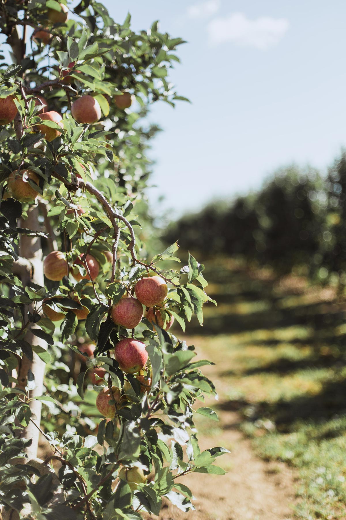 Как правильно сажать яблони и груши: технология правильной посадки саженцев и ошибки садоводов