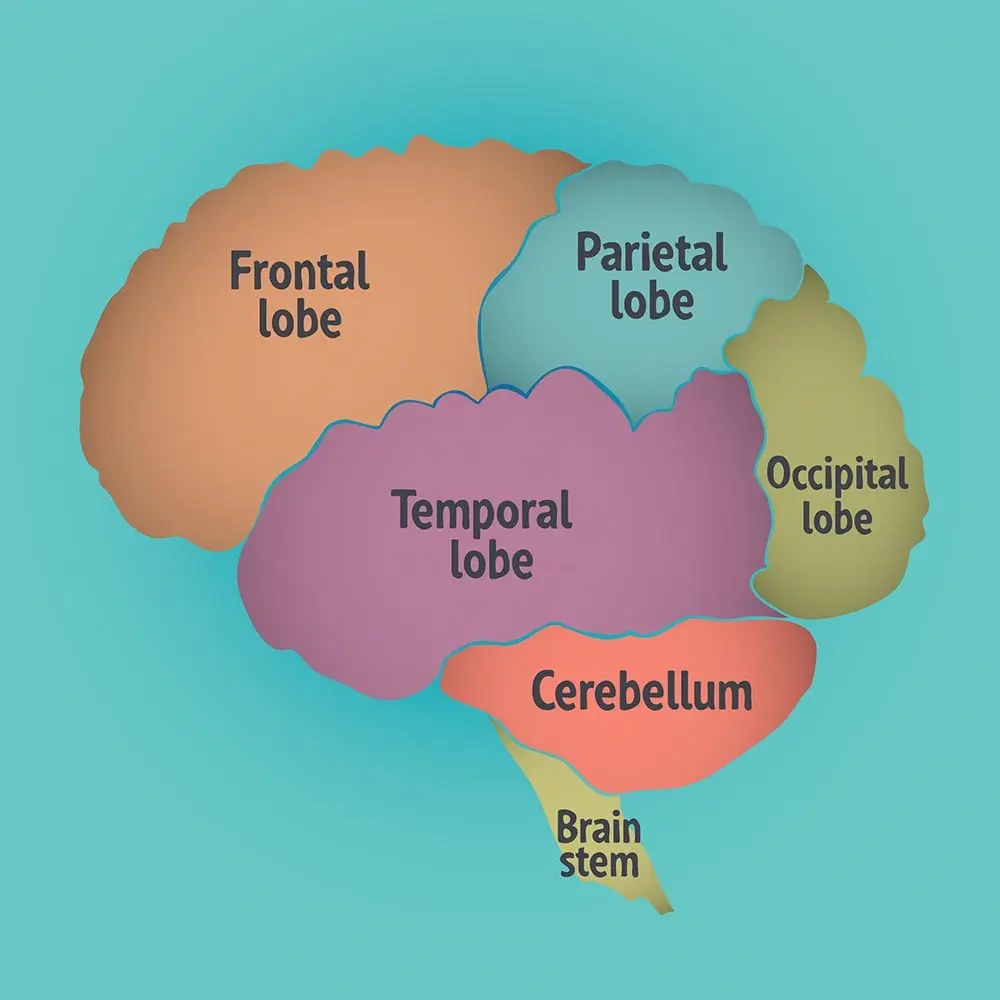 Как развивается лобная доля мозга