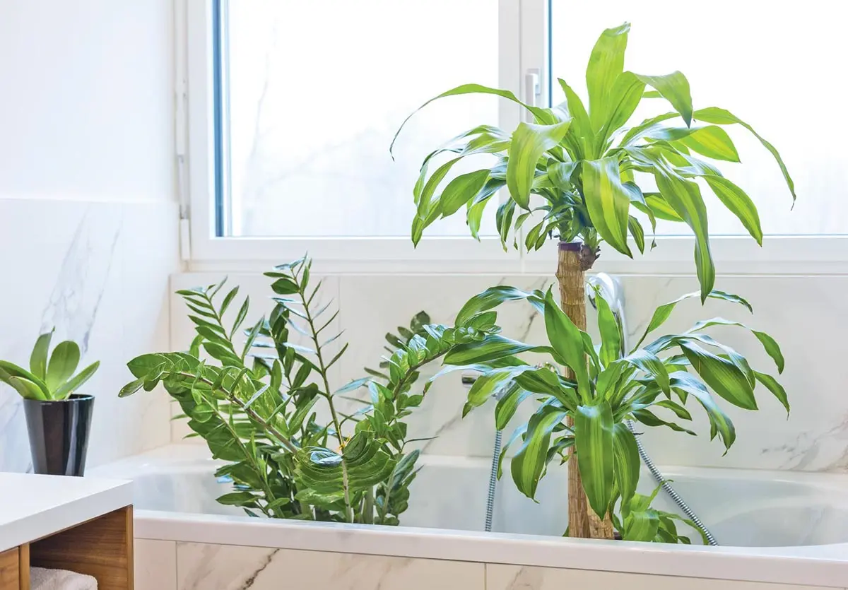 Как сделать горячий душ для комнатных растений