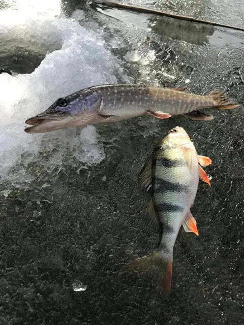 какая рыба в Астрахани зимой