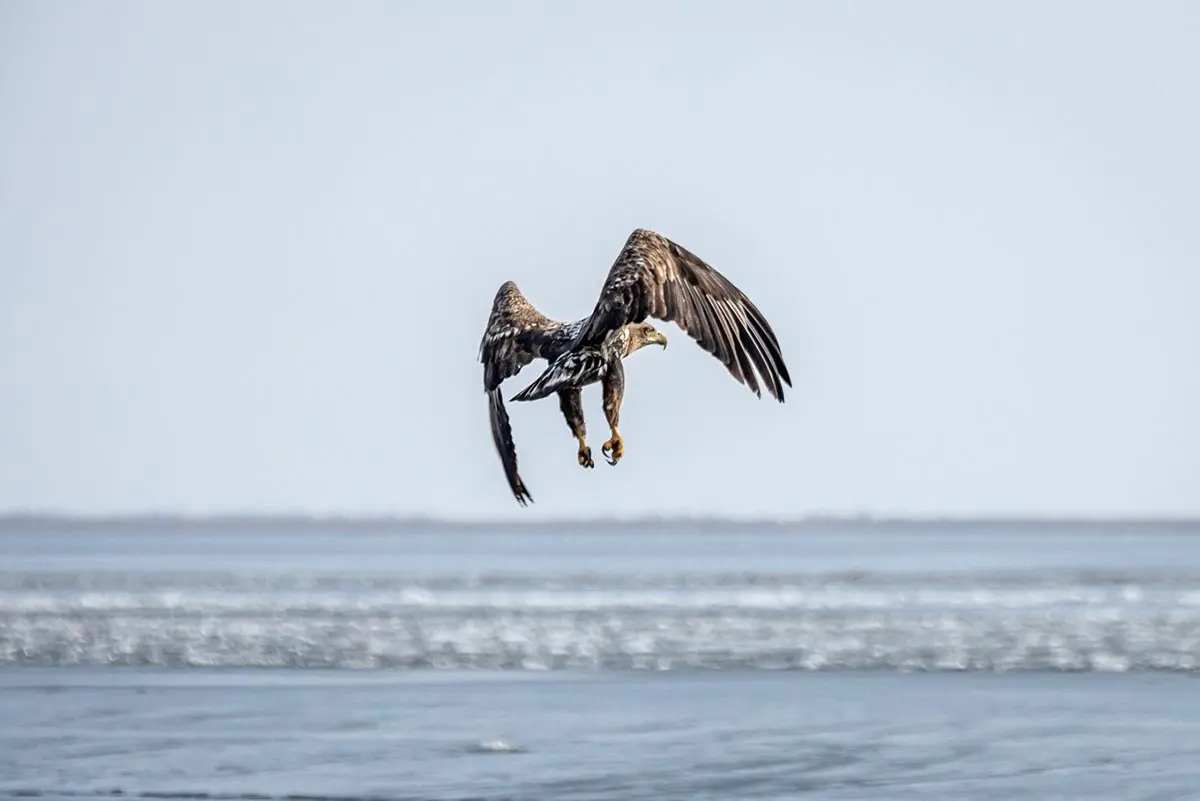орлан-белохвост в Астраханском заповеднике