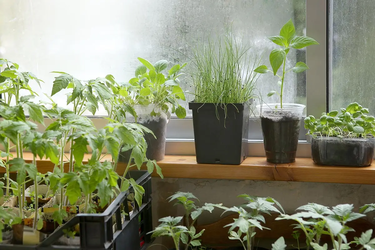 Зимний огород в квартире: как организовать, что посадить и как ухаживать