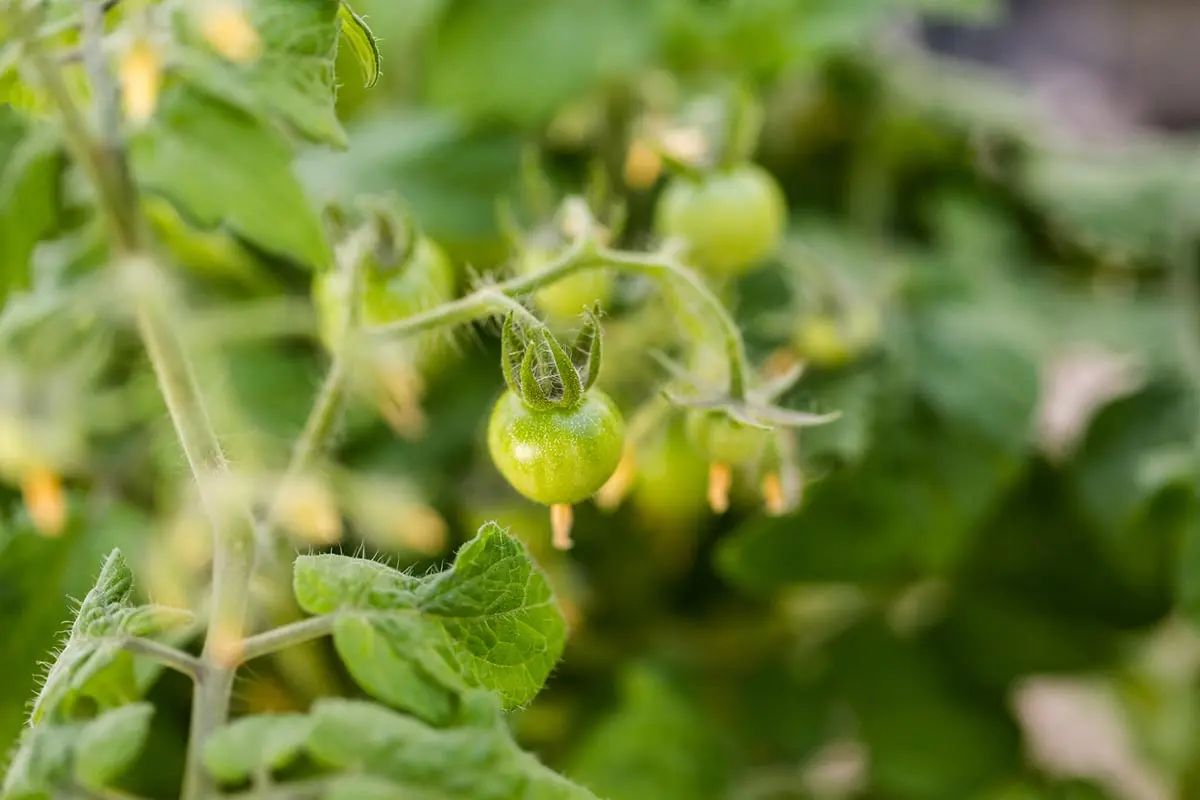 Выращивание томатов на подоконнике: как посадить и ухаживать за помидорами