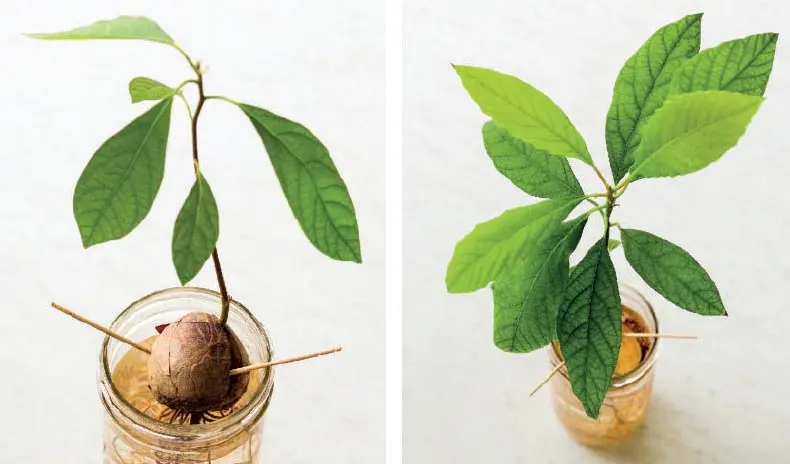 как вырастить дерево авокадо