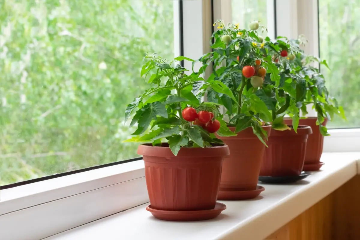 Как выращивать на подоконнике томаты, перец и разнообразную зелень дажезимой. Огород на подоконнике или балконе