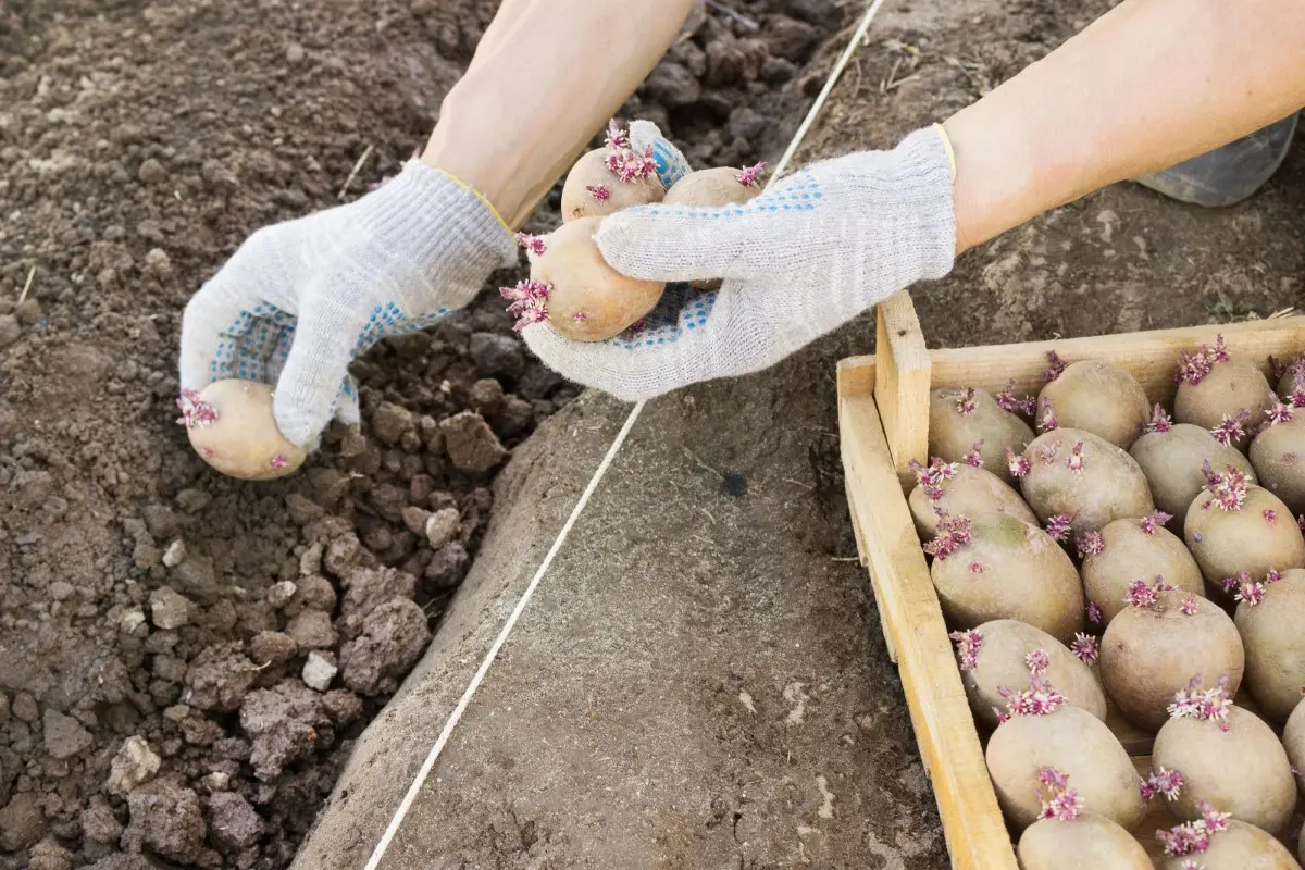 фото посадки картофеля