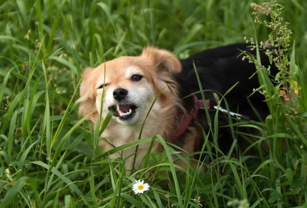 Почему собака ест траву?