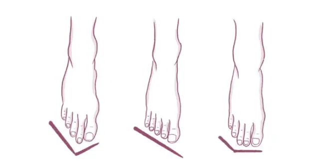 Соотношение длины пальцев ног