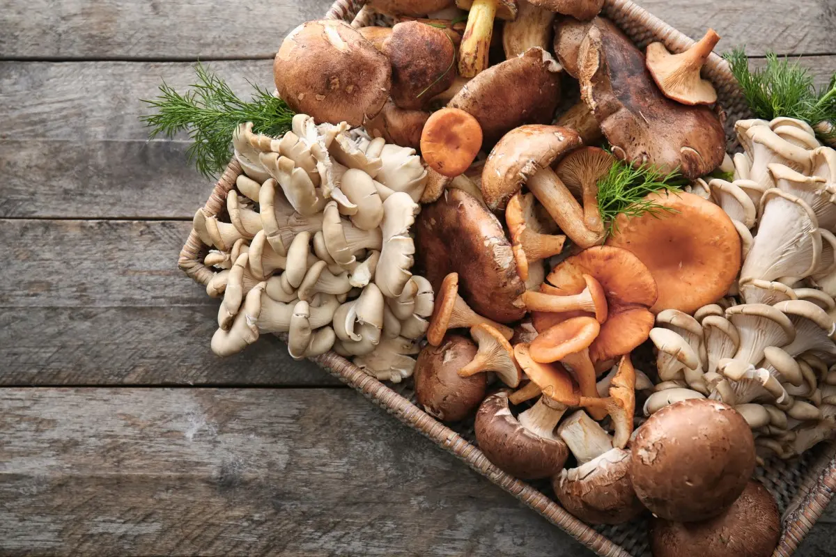 Что полезного содержится в грибах