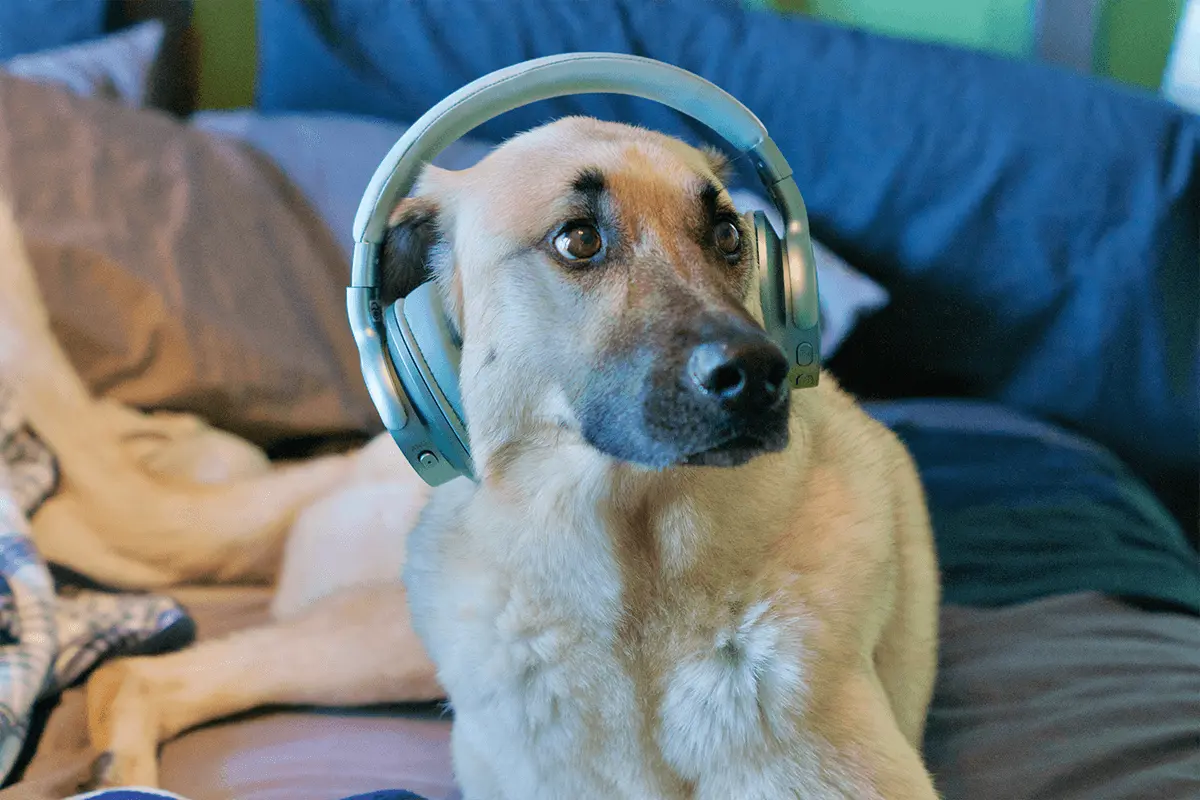 Сделайте салют менее контрастным для собаки