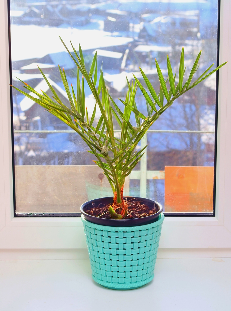 Красивое растение из маленькой косточки: как вырастить дома хурму