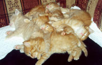Наша большая кошачья сибирская семья