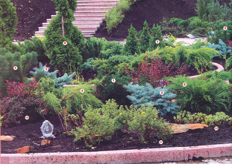 Лиственные вечнозеленые кустарники для сада с фото и названиями